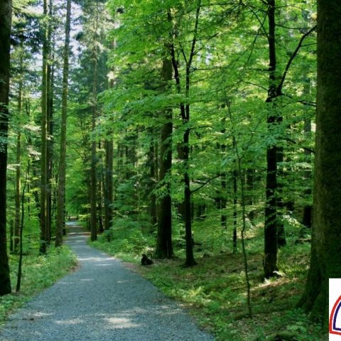 Dani otvorenih vrata Saveza izviđača Rijeke – Platak 2019